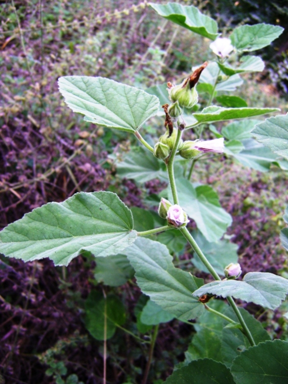Althaea officinalis